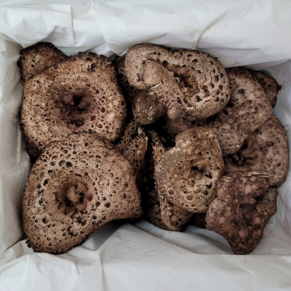 자연농원(송이),능이버섯 1kg